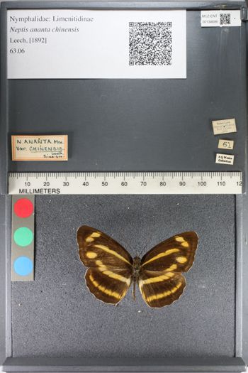 Media type: image;   Entomology 134699